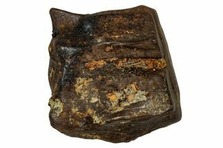 Fossil Dinosaur (Triceratops) Shed Tooth - Montana #339728