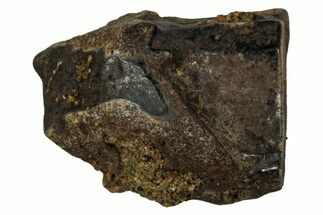 Fossil Dinosaur (Triceratops) Shed Tooth - Montana #339736