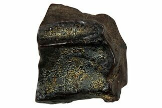 Fossil Dinosaur (Triceratops) Shed Tooth - Montana #339739