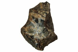 Fossil Dinosaur (Triceratops) Shed Tooth - Montana #339751