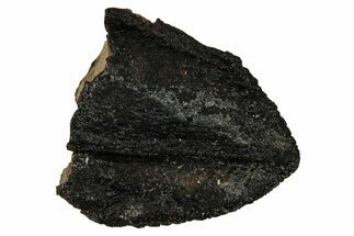 Fossil Dinosaur (Triceratops) Partial Tooth - Wyoming #339755