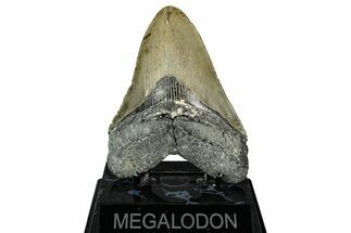 Serrated, Fossil Megalodon Tooth - North Carolina #344042
