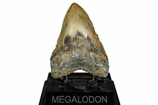 Serrated, Fossil Megalodon Tooth - North Carolina #344043