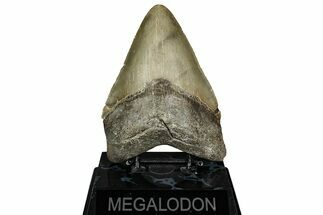 Serrated, Fossil Megalodon Tooth - North Carolina #344044