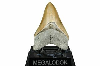 Serrated, Fossil Megalodon Tooth - North Carolina #344059