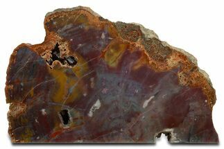 Free-Standing, Rainbow Petrified Wood - Arizona #344108
