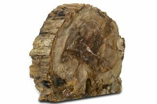 Colorful Polished Triassic Petrified Wood Stand-Up - Utah #344110