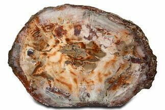 Wide Brilliant Red and White Petrified Wood Table #344144