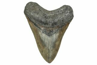 Serrated, Fossil Megalodon Tooth - North Carolina #338554