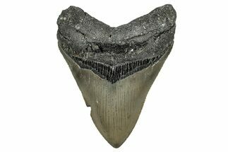 Serrated, Fossil Megalodon Tooth - North Carolina #338555