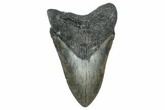 Serrated, Fossil Megalodon Tooth - North Carolina #338558