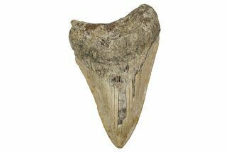 Serrated, Colorful, Fossil Megalodon Tooth - Georgia #338776