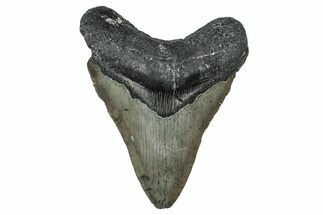 Fossil Megalodon Tooth - North Carolina #344066