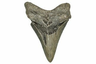 Serrated, Fossil Megalodon Tooth - North Carolina #344067