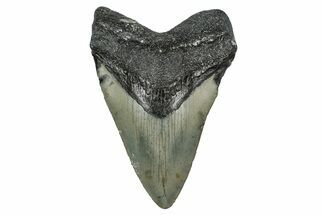 Serrated, Fossil Megalodon Tooth - North Carolina #344070