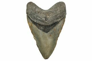 Fossil Megalodon Tooth - North Carolina #344076