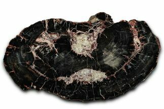 Jet-Black Petrified Wood (Araucarioxylon) Round - Arizona #344105