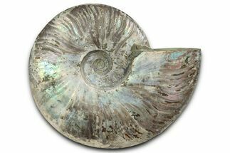 Silver Iridescent Ammonite (Cleoniceras) Fossil - Madagascar #344162