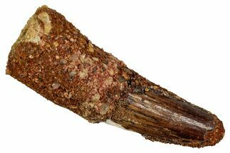 Fossil Spinosaurus Tooth - Feeding Worn Tip #344189