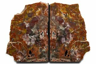 Tall Arizona Petrified Wood Bookends - Rainbow Colored #344120