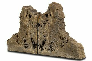 Sparkling Petrified Wood Bookends #344127