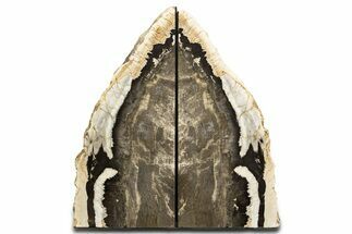 Tall Petrified Wood Bookends - McDermitt, Oregon #344131