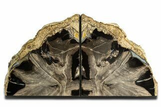 Tall Petrified Wood (Schinoxylon) Bookends - Blue Forest, Wyoming #344139