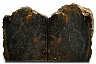 Tall Arizona Petrified Wood Bookends #344142