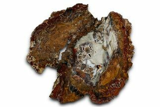 Colorful Hubbard Basin Petrified Wood Slab - Nevada #344102