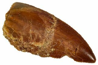 Serrated Raptor Tooth - Real Dinosaur Tooth #332890