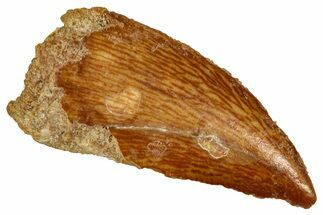 Bargain, Raptor Tooth - Real Dinosaur Tooth #332907