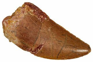 Serrated, Raptor Tooth - Real Dinosaur Tooth #332927