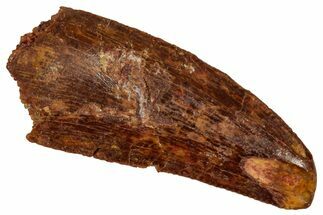 Serrated Raptor Tooth - Feeding Worn Tip #333363