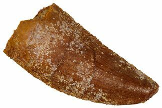 Serrated Raptor Tooth - Feeding Worn Tip #333364