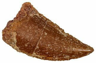 Serrated Raptor Tooth - Real Dinosaur Tooth #333370