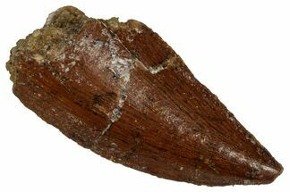 Serrated Raptor Tooth - Feeding Worn Tip #333383