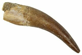 Fossil Plesiosaur (Zarafasaura) Tooth - Morocco #344212