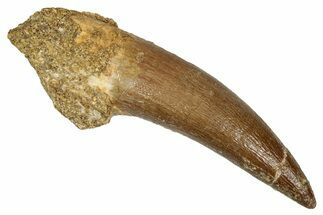 Fossil Plesiosaur (Zarafasaura) Tooth - Morocco #344224
