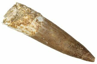 Fossil Plesiosaur (Zarafasaura) Tooth - Morocco #344225