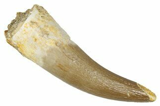 Fossil Plesiosaur (Zarafasaura) Tooth - Morocco #344229