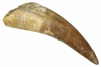 Fossil Plesiosaur (Zarafasaura) Tooth - Morocco #344230