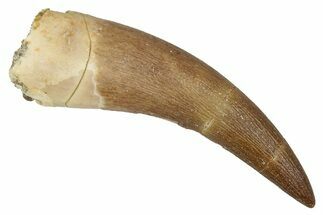 Fossil Plesiosaur (Zarafasaura) Tooth - Morocco #344231