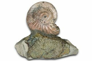 Iridescent, Pyritized Ammonite (Quenstedticeras) Fossil Display #344264