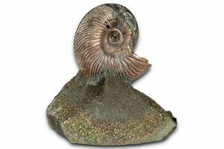 Iridescent, Pyritized Ammonite (Quenstedticeras) Fossil Display #344267