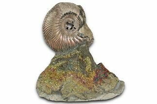 Iridescent, Pyritized Ammonite (Quenstedticeras) Fossil Display #344279