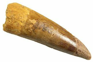 Fossil Spinosaurus Tooth - Real Dinosaur Tooth #344347