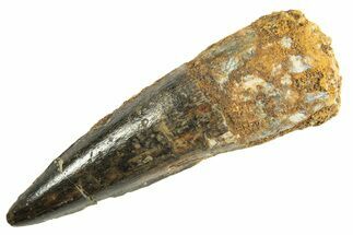 Fossil Spinosaurus Tooth - Real Dinosaur Tooth #344350