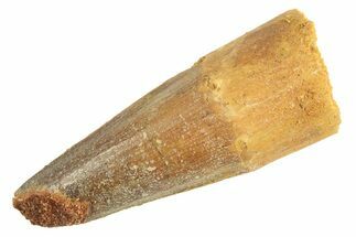 Fossil Spinosaurus Tooth - Real Dinosaur Tooth #344353
