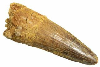 Fossil Spinosaurus Tooth - Real Dinosaur Tooth #344359