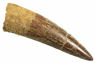 Fossil Spinosaurus Tooth - Real Dinosaur Tooth #344367